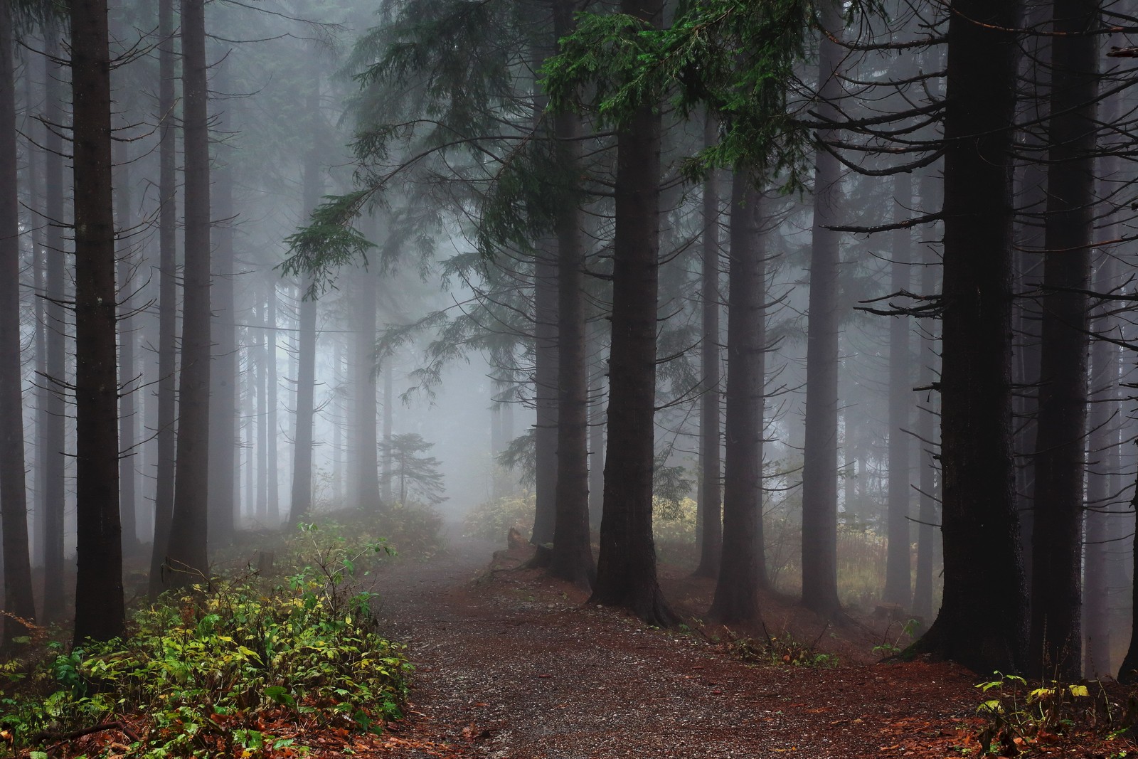 Lade wald, baum, waldland, nebel, gemäßigter nadelwald Hintergrund herunter