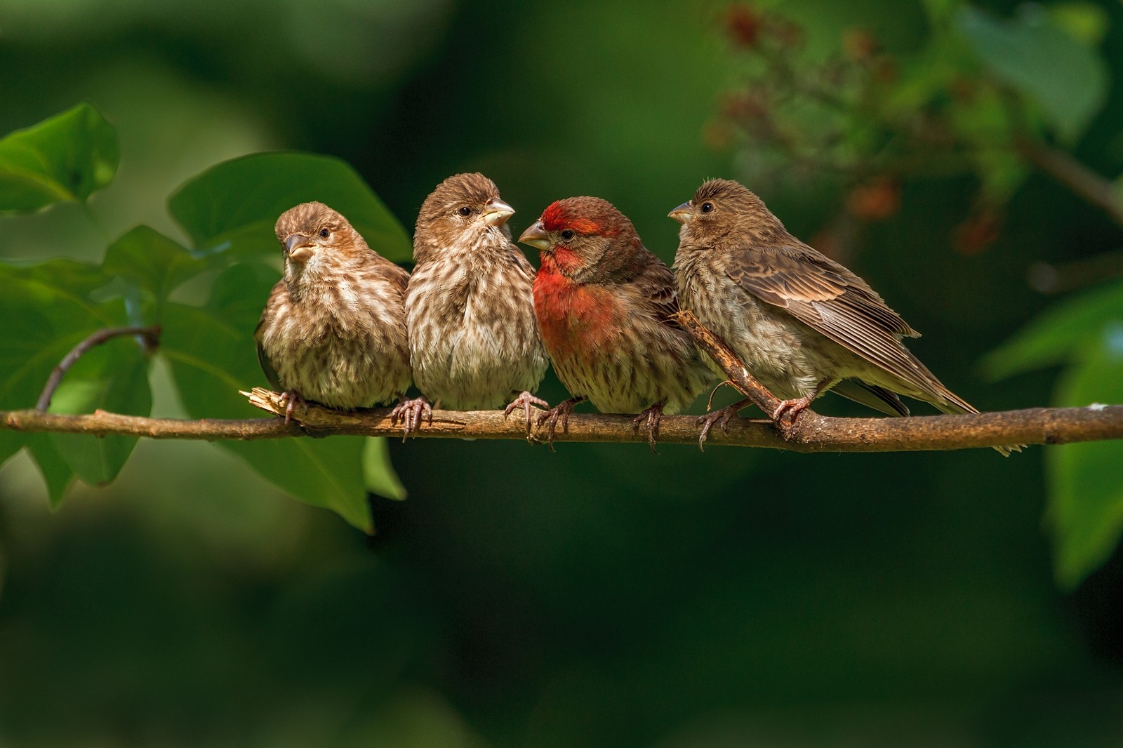 common chaffinch, bird, beak, perching bird, house sparrow wallpaper