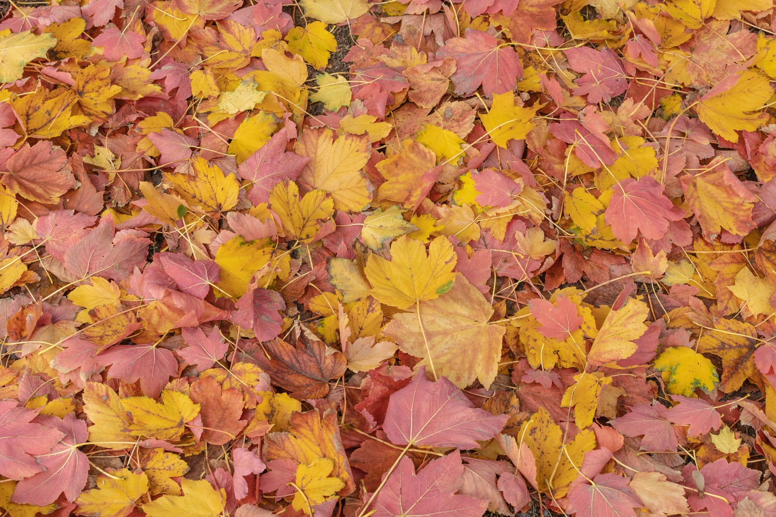 Nahaufnahme eines haufens blätter auf dem boden (blatt, biologie, pflanze, natur, botanik)