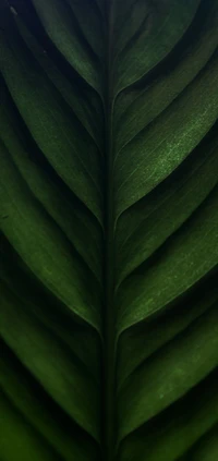 Close-Up of a Banana Leaf Highlighting Its Intricate Texture and Form