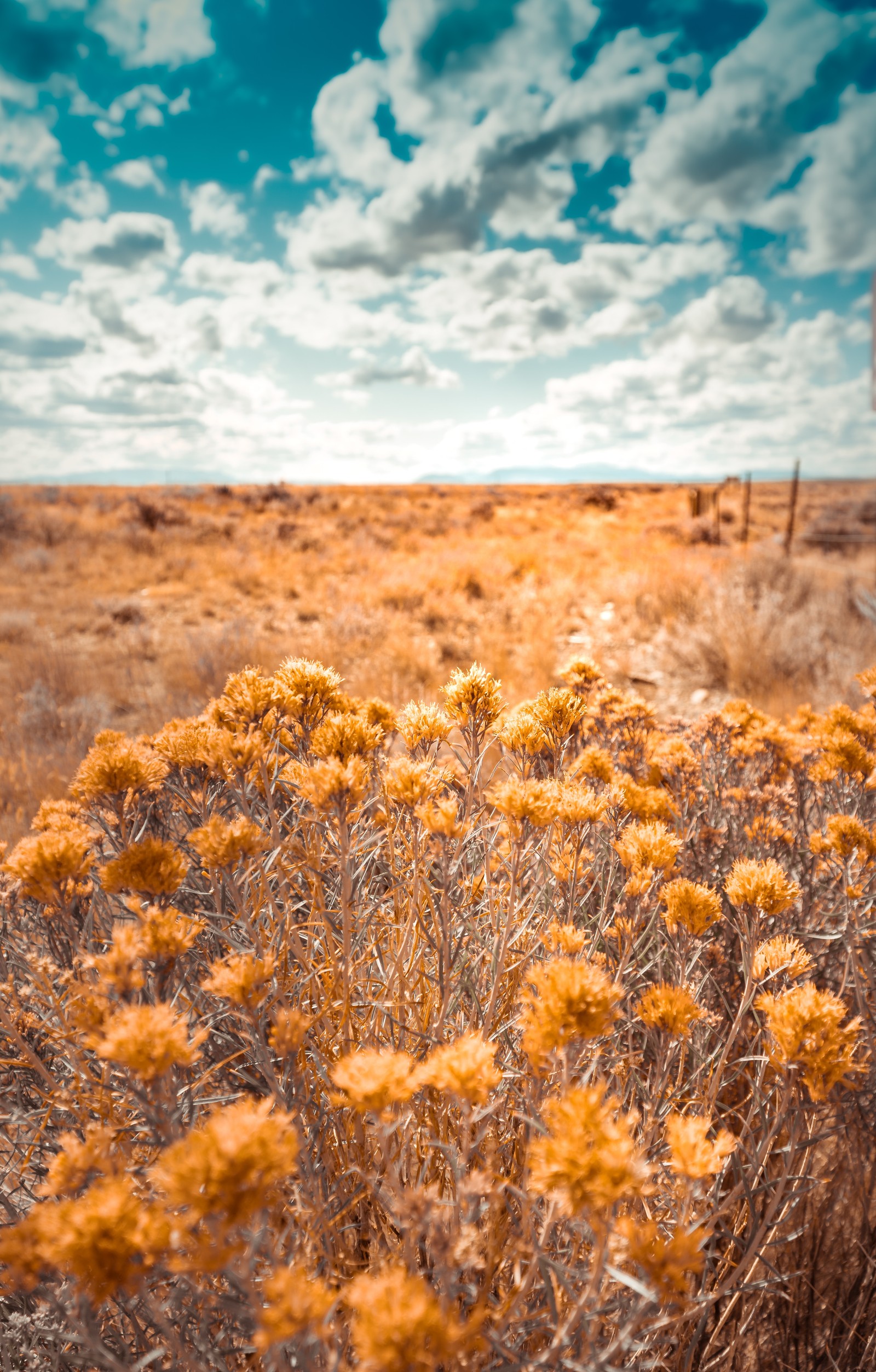 Un campo con flores amarillas en el medio (naturaleza, vegetación, entorno natural, amarillo, paisaje natural)