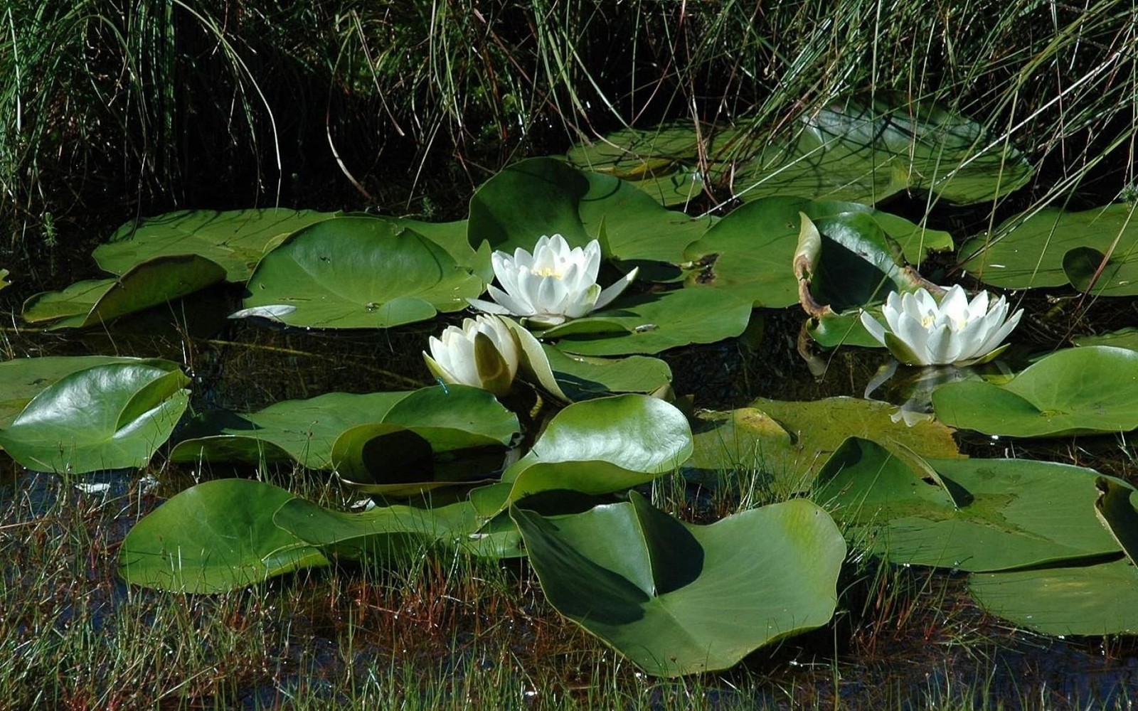 Il y a beaucoup de nénuphars dans l'eau avec des feuilles vertes (plante aquatique, végétation, nymphaea alba, lotus égyptien, écosystème)