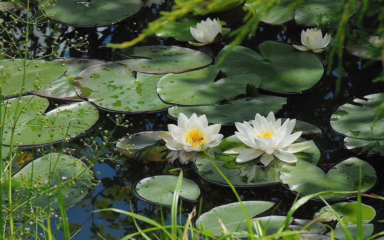 Il y a beaucoup de fleurs blanches flottant dans un étang (plante aquatique, plante, lotus sacré, famille de lotus, nymphaea alba)