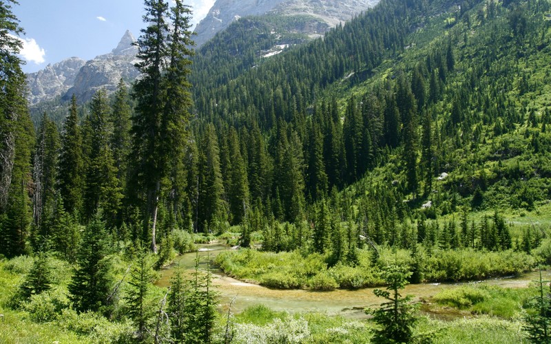 Вид на горную долину с ручьём, протекающим сквозь неё (гранд тетон, grand teton, парк, национальный парк, дикая природа)