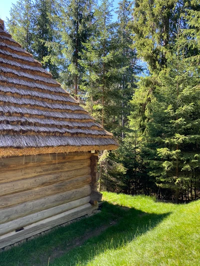 Сельская бревенчатая хижина, расположенная в зелёном хвойном лесу.