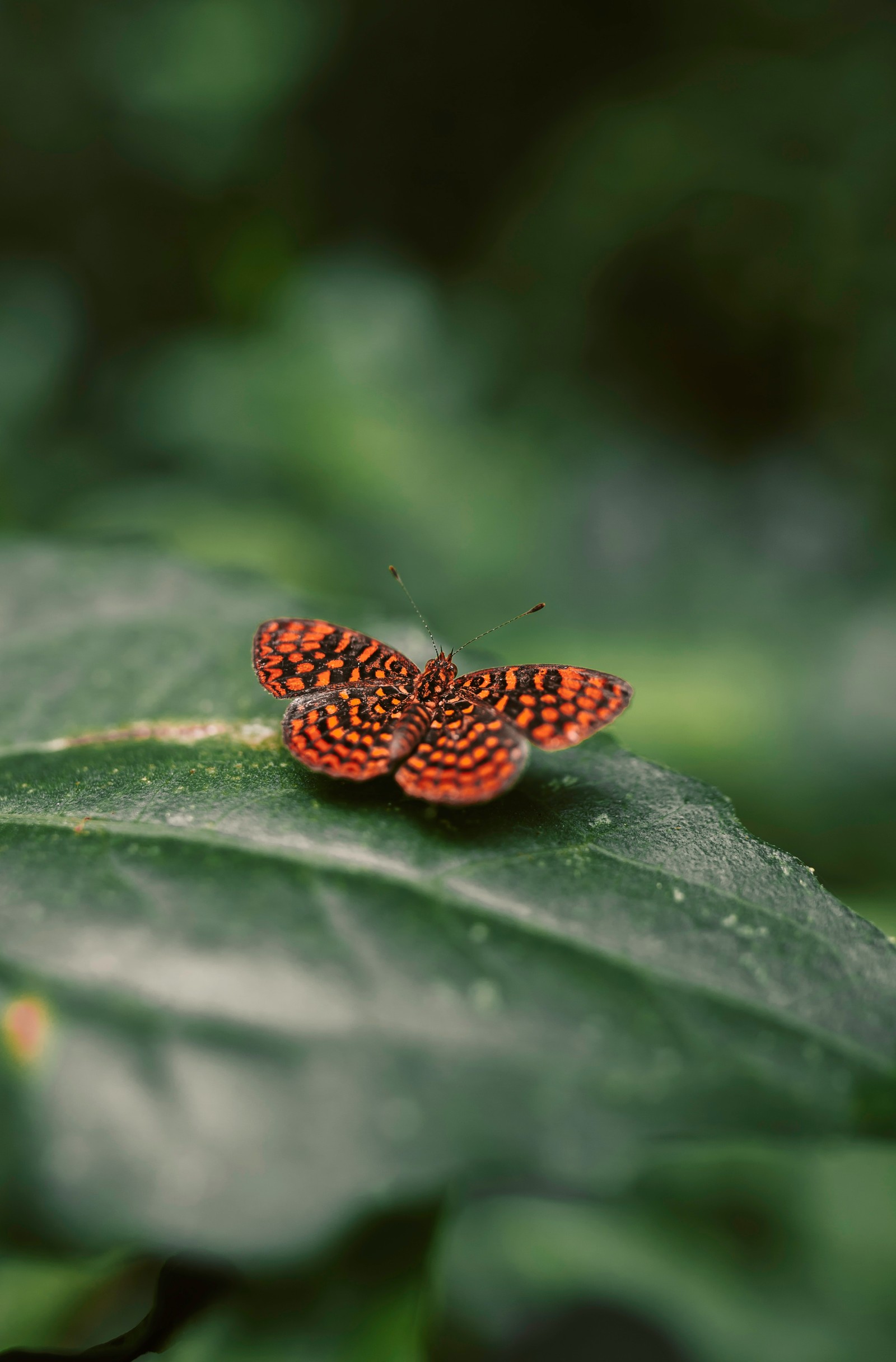 Un papillon assis sur une feuille (insecte, papillon, vert, papillons de nuit et papillons, feuille)