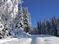 neige, arbre, hiver, gel, givre