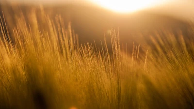 Graminées dorées illuminées par la lumière du soleil du soir