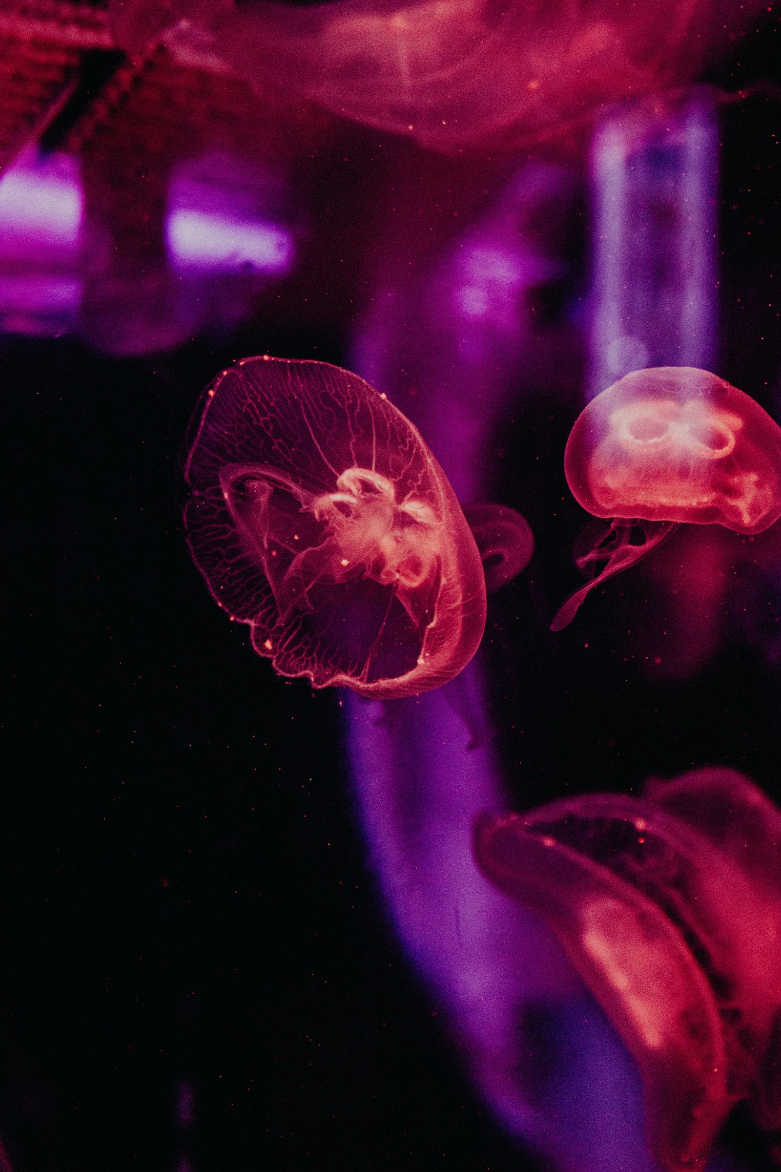 Medusas flutuando em um tanque com luzes roxas ao fundo (violeta, roxo, vermelho, rosa, luz)