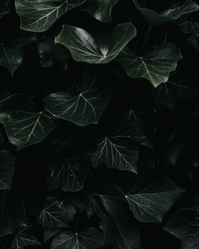 Monochrome Ivy Leaves in Dark Serenity