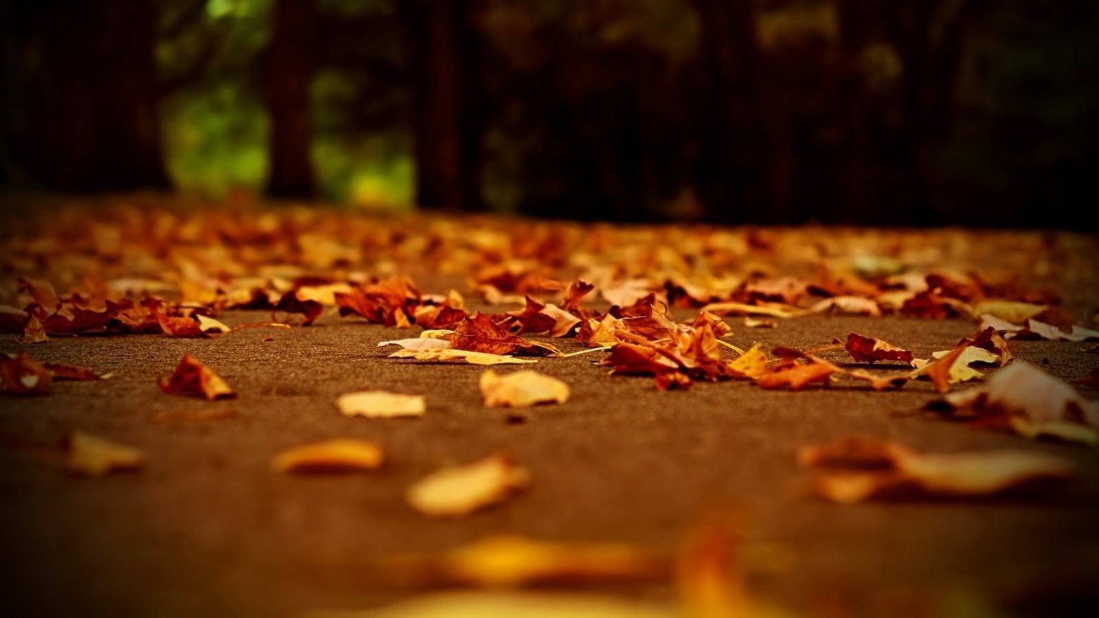 Leaves on the ground in a park with trees in the background (leaf, autumn, autumn leaf color, deciduous, yellow)