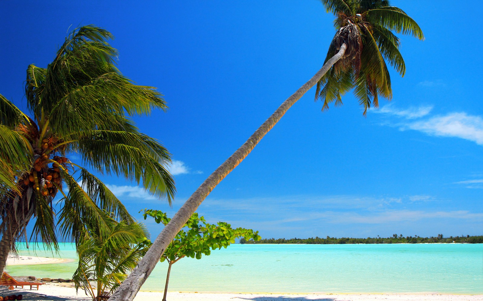 Des palmiers sur une plage avec un ciel bleu et de l'eau (mer, plage, arbre, tropiques, palmier)