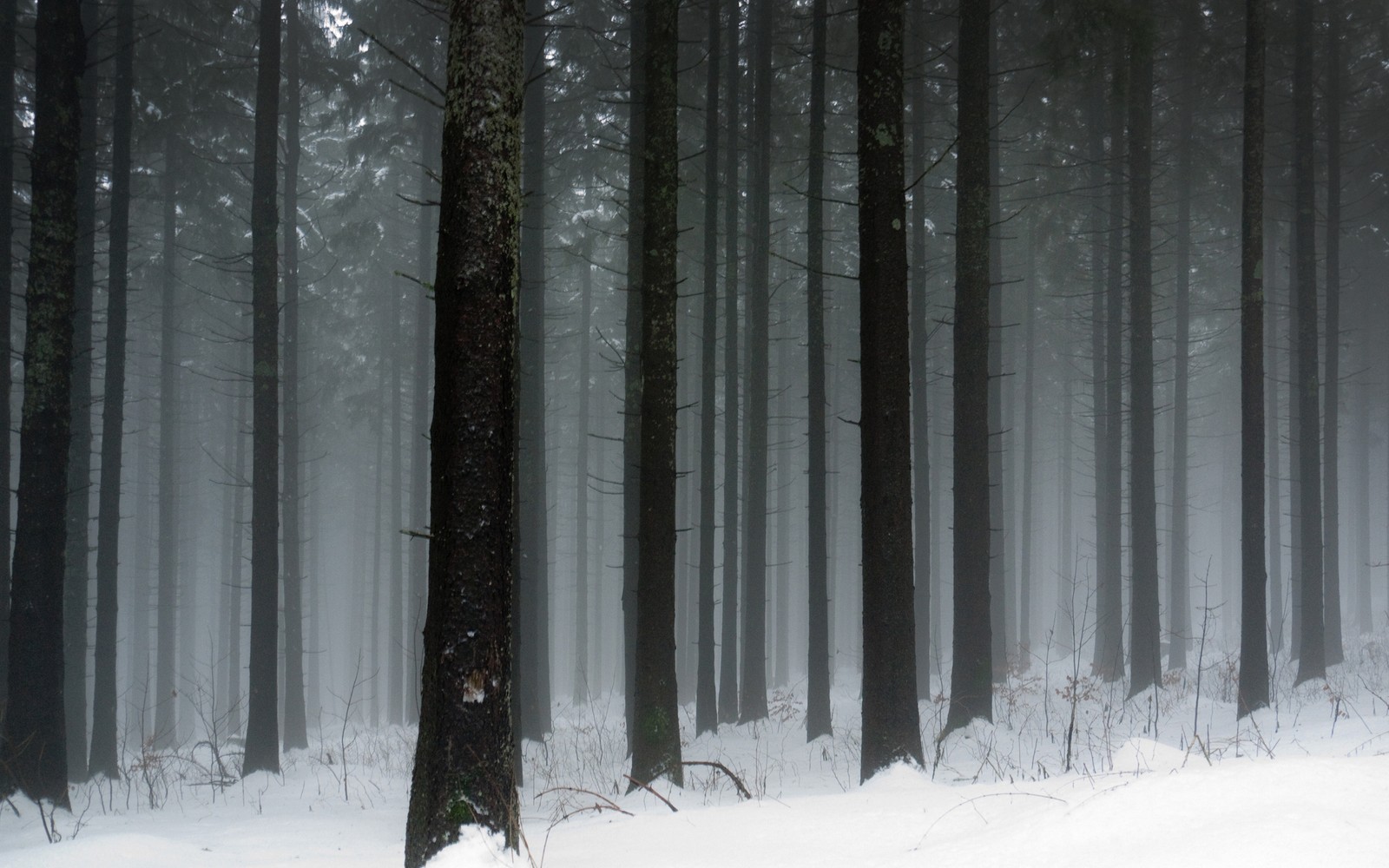 Une forêt enneigée avec un hydrant au milieu (forêt, neige, hiver, arbre, gel)