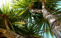 View of a Majestic Palm Tree Against a Clear Sky