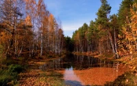 осень, дерево, природа, отражение, вода