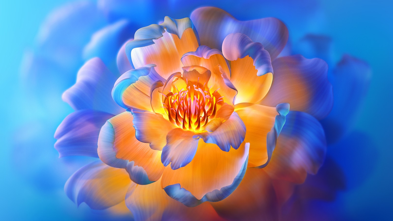 A close up of a flower with a blue background (peony flowers, bloom, aesthetic, 8k, xiaomi tv)