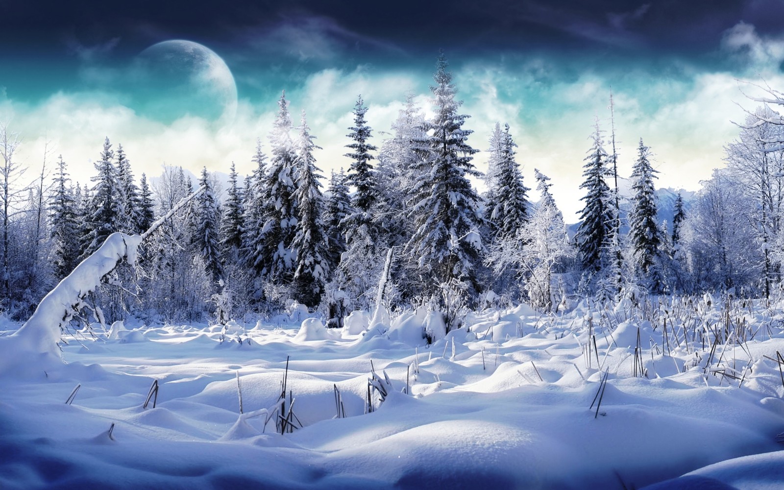 A snow covered forest with a full moon in the sky (winter, nature, snow, freezing, tree)