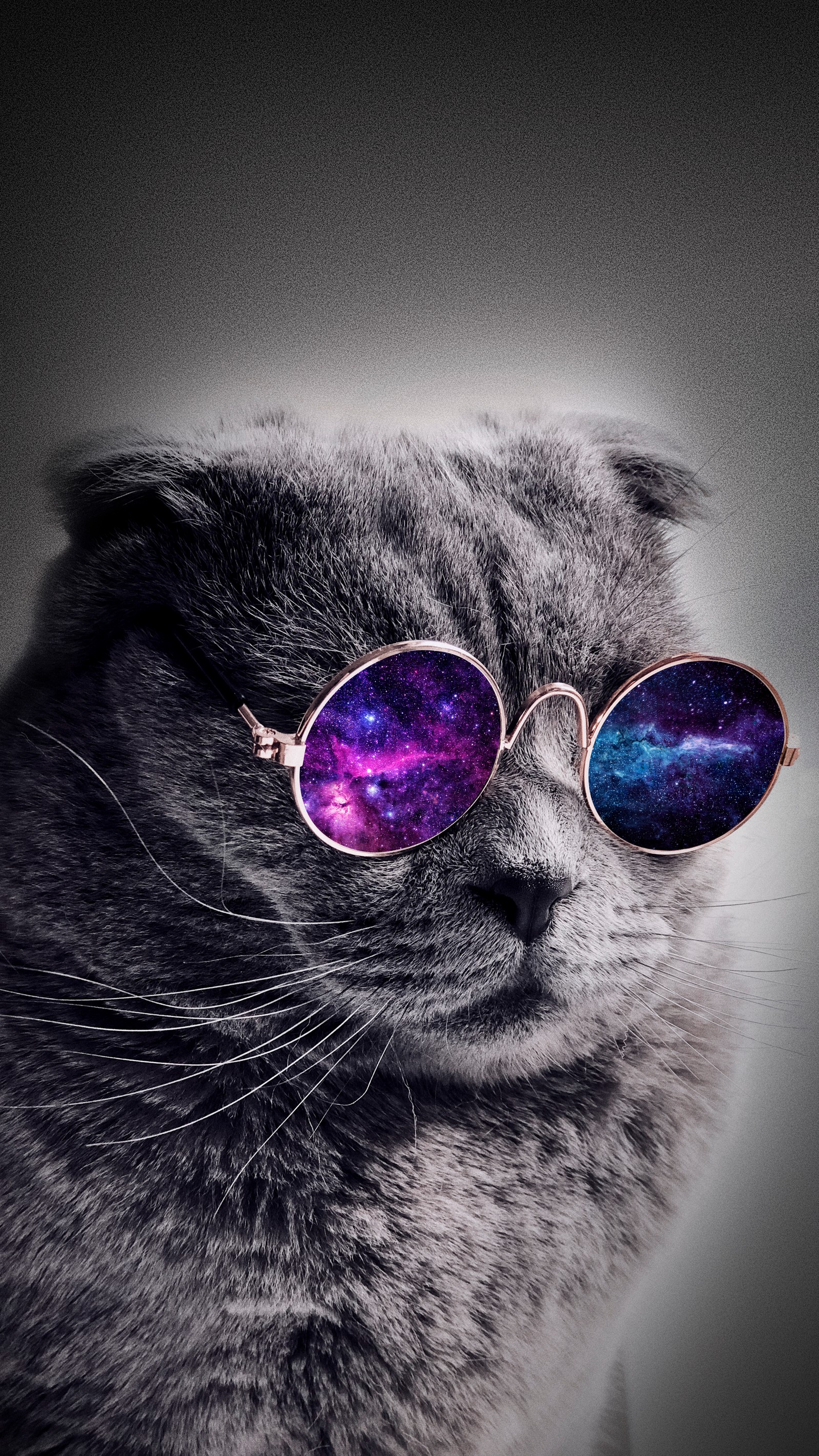 Arafed cat wearing sunglasses with a galaxy design on it (cat, dog, kitten, glasses, nose)