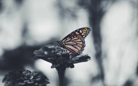 Papillon monarque se délectant de la beauté de la nature