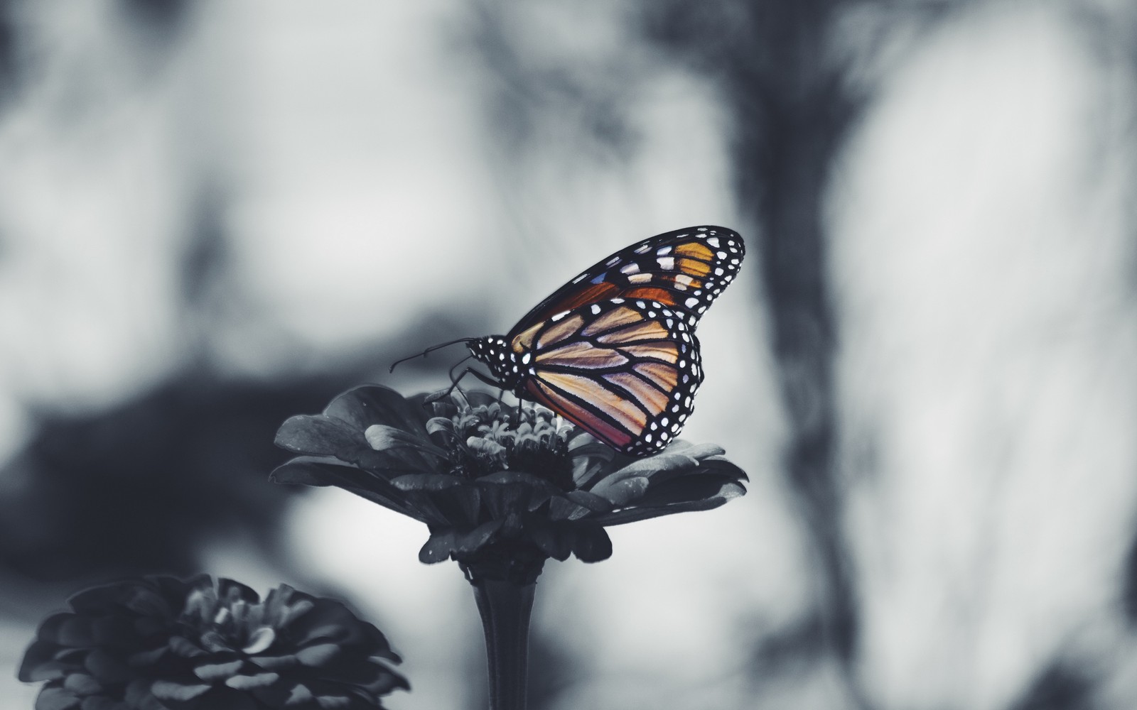 Il y a un papillon qui est assis sur une fleur (vie, papillons de nuit et papillons, papillon, insecte, papillon monarque)