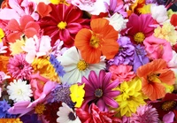 flower, floral design, petal, cut flowers, plant wallpaper