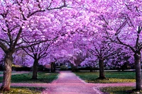 Serene Pathway Through Vibrant Cherry Blossom Trees in Full Bloom