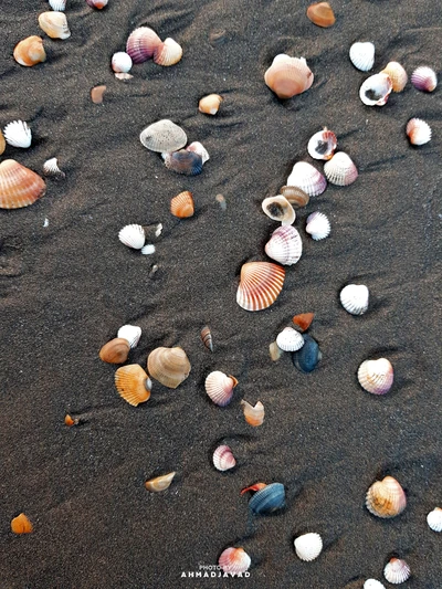 Lebendige Muscheln an einem sandigen Strand