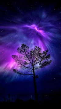 night, sky, starry, stars, tree wallpaper