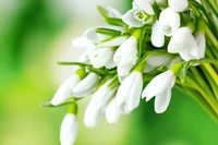 season, snow drops, spring wallpaper