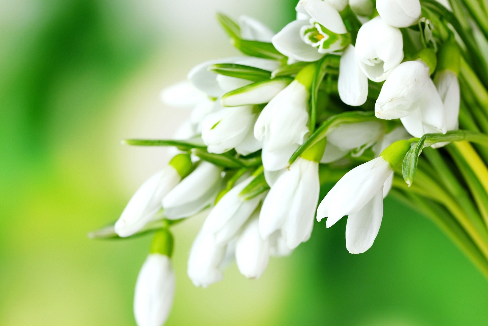 Un primer plano de un grupo de flores blancas (temporada, snow drops, primavera)