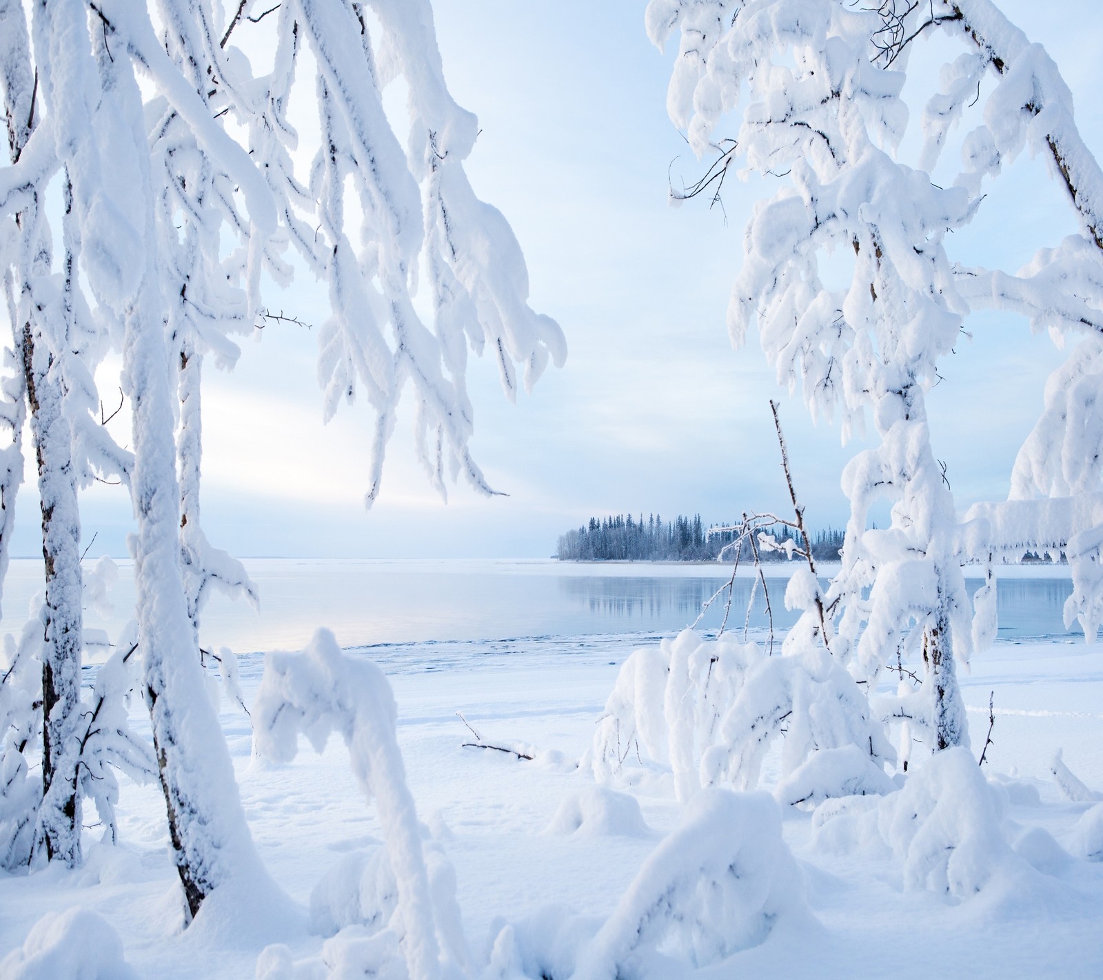 Des arbres enneigés couverts de neige près de l'eau (paysage, hiver)