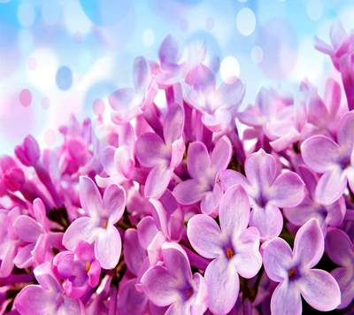 Lebendige pinke Blumen blühen vor einem sanften blauen Hintergrund