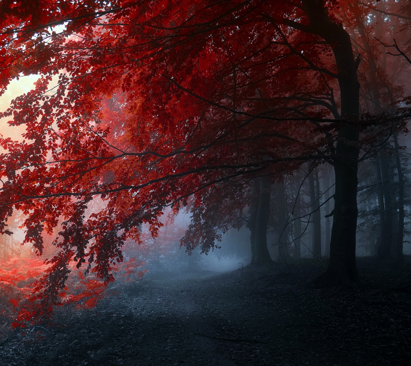 Bäume mit roten blättern in einem nebligen wald mit einer bank (farben, landschaft, natur, foto)