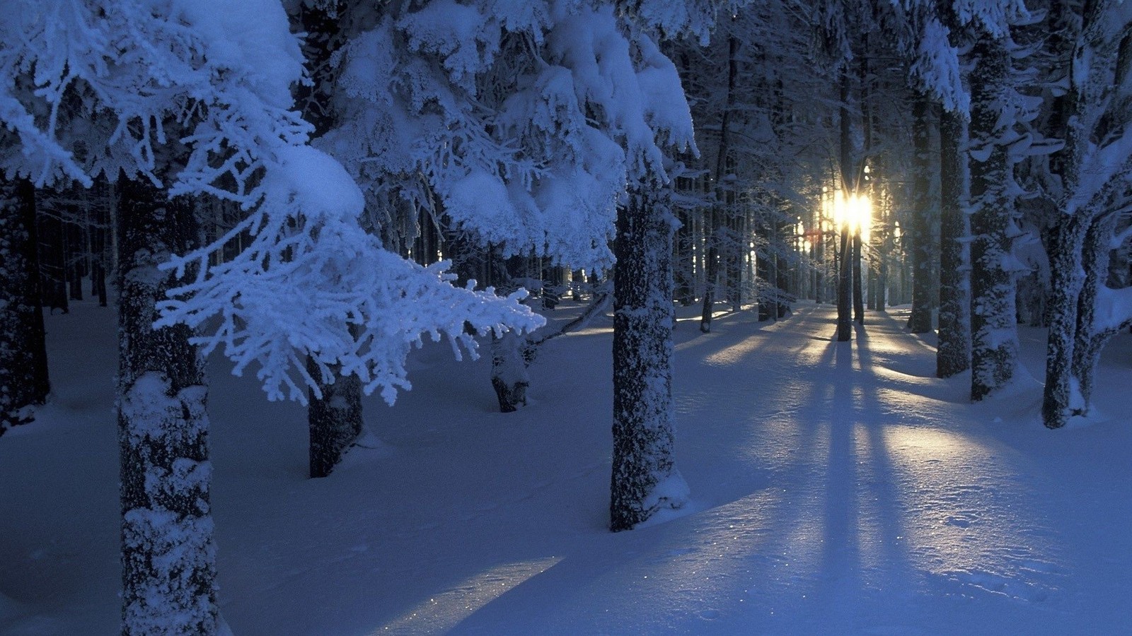 Um caminho nevado na floresta com o sol brilhando através das árvores (inverno, neve, árvore, natureza, congelamento)