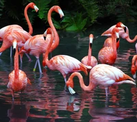 animal, bird, flamingo, water wallpaper