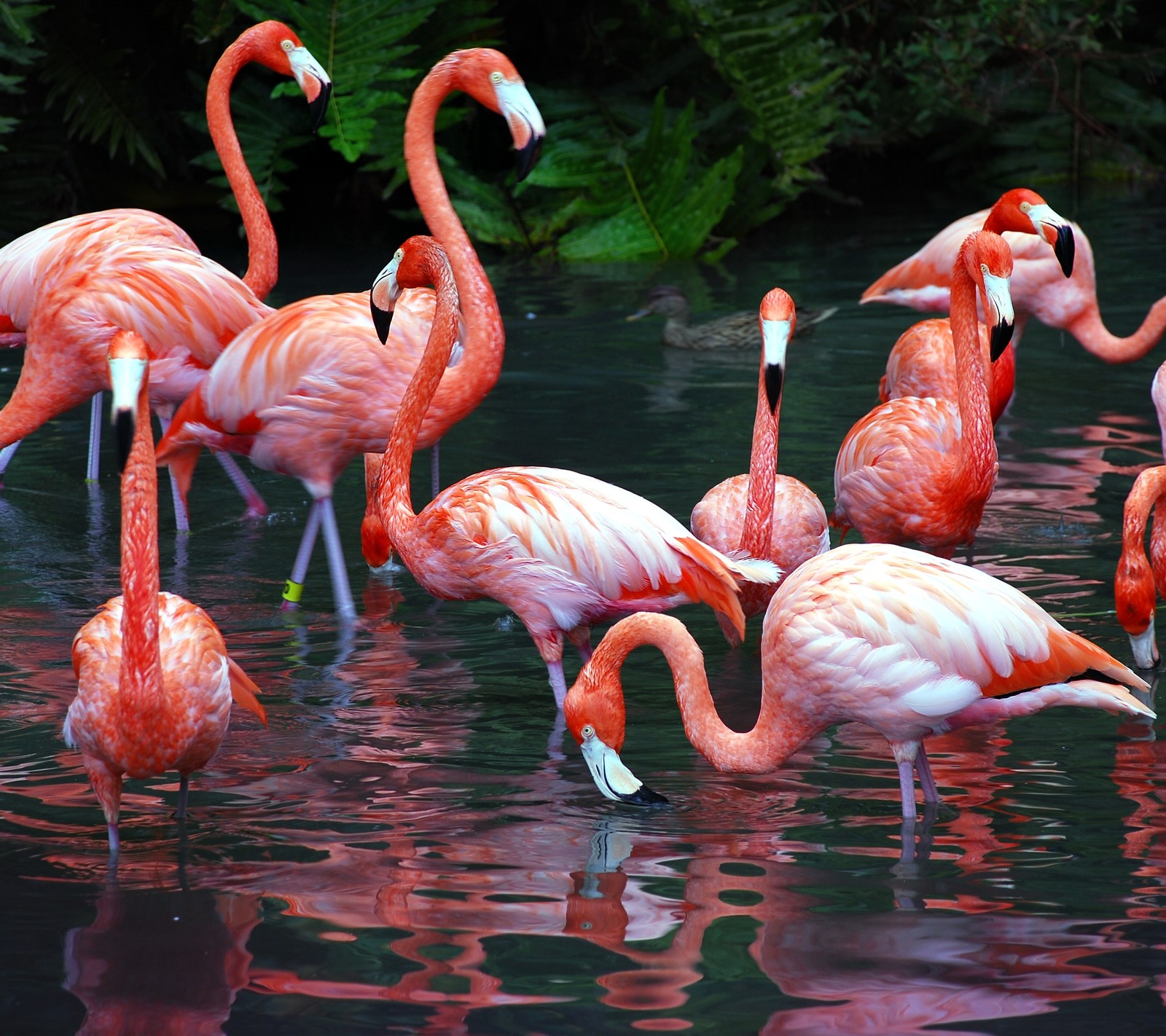 Flamingos estão de pé na água e comendo (animal, pássaro, flamingo, água)