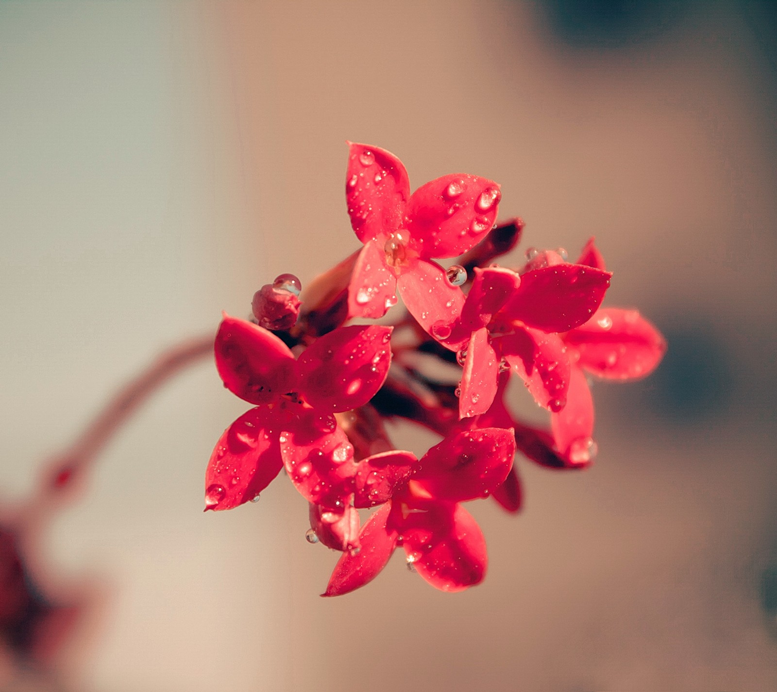 Une fleur rouge avec des gouttes d'eau dessus (fleur, amour, néo, neo, neobdium)