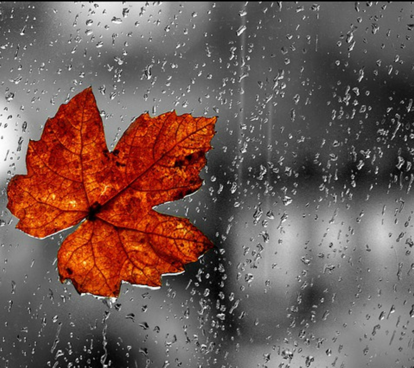 A close up of a leaf on a window with rain drops (leaf, other, rain)