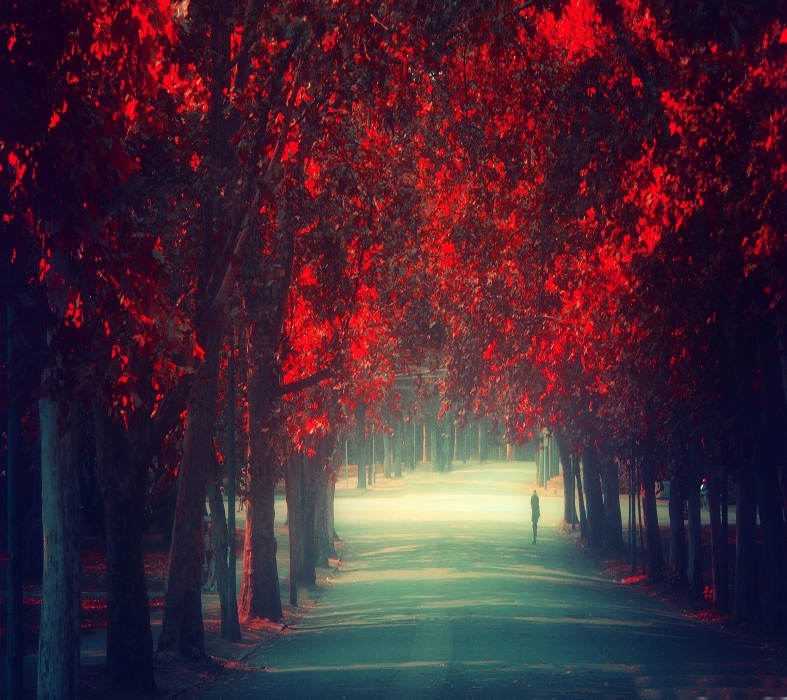 Trees with red leaves line a road in a park (alone, leafs, nature, red, walking)