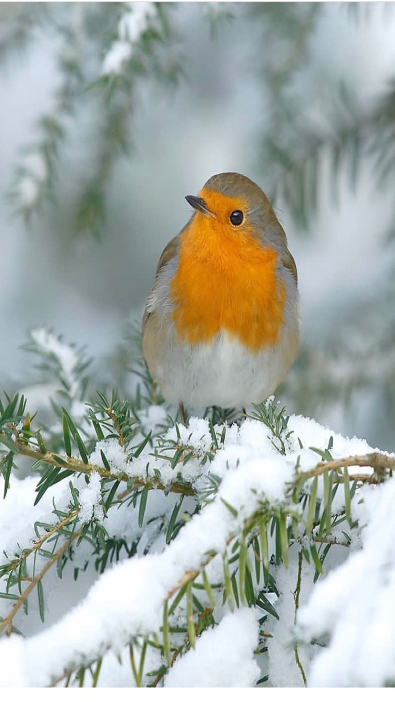 Um pequeno pássaro está pousado em um galho coberto de neve (pássaro, inverno)