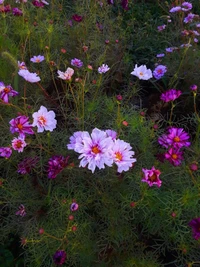 flor, flores, floral, roxo, natureza