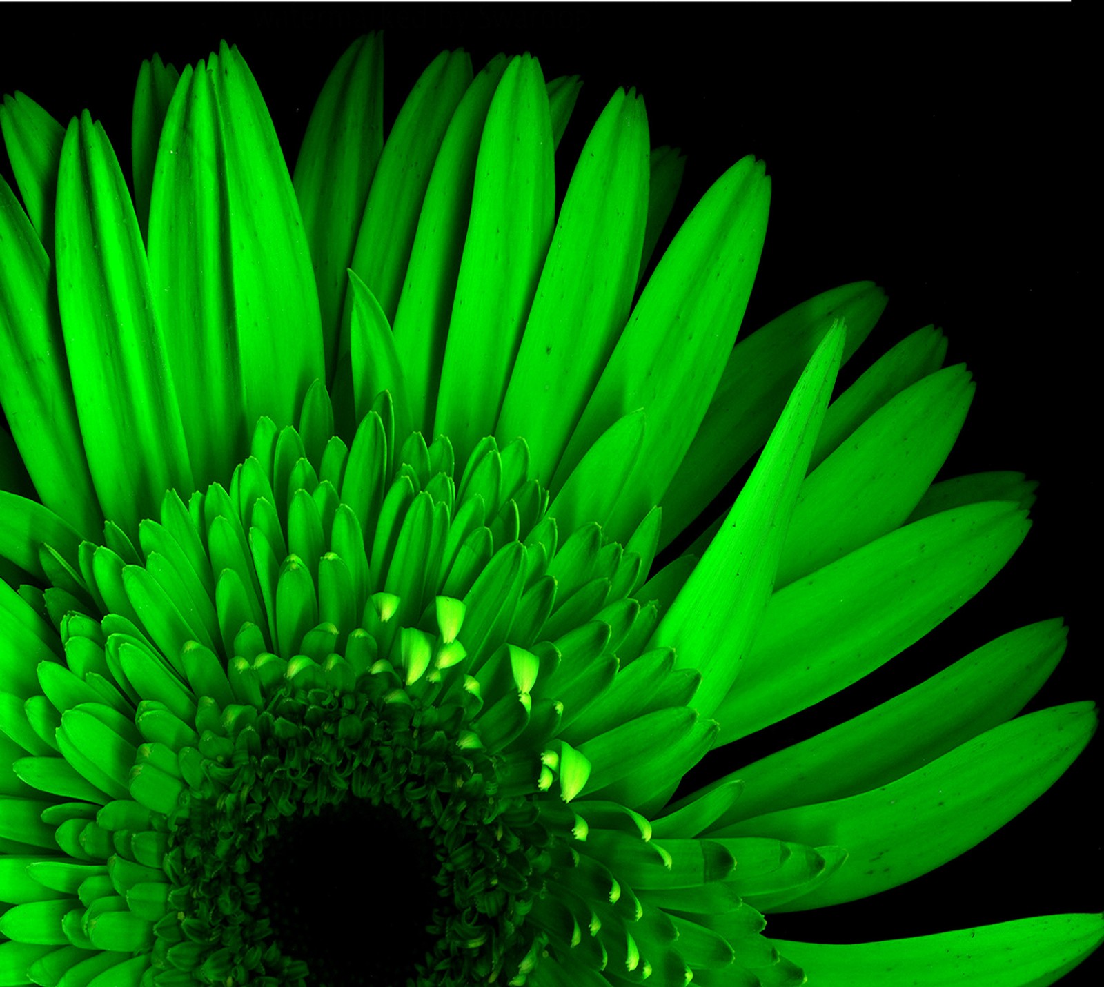 A close up of a green flower with a black background (green, wallpaper)