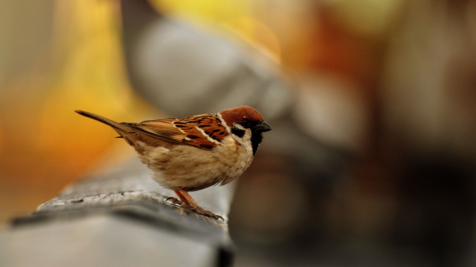 Un petit oiseau est assis sur un rebord près d'une lumière (oiseau, moineau, moineau domestique, bec, emberizidae)