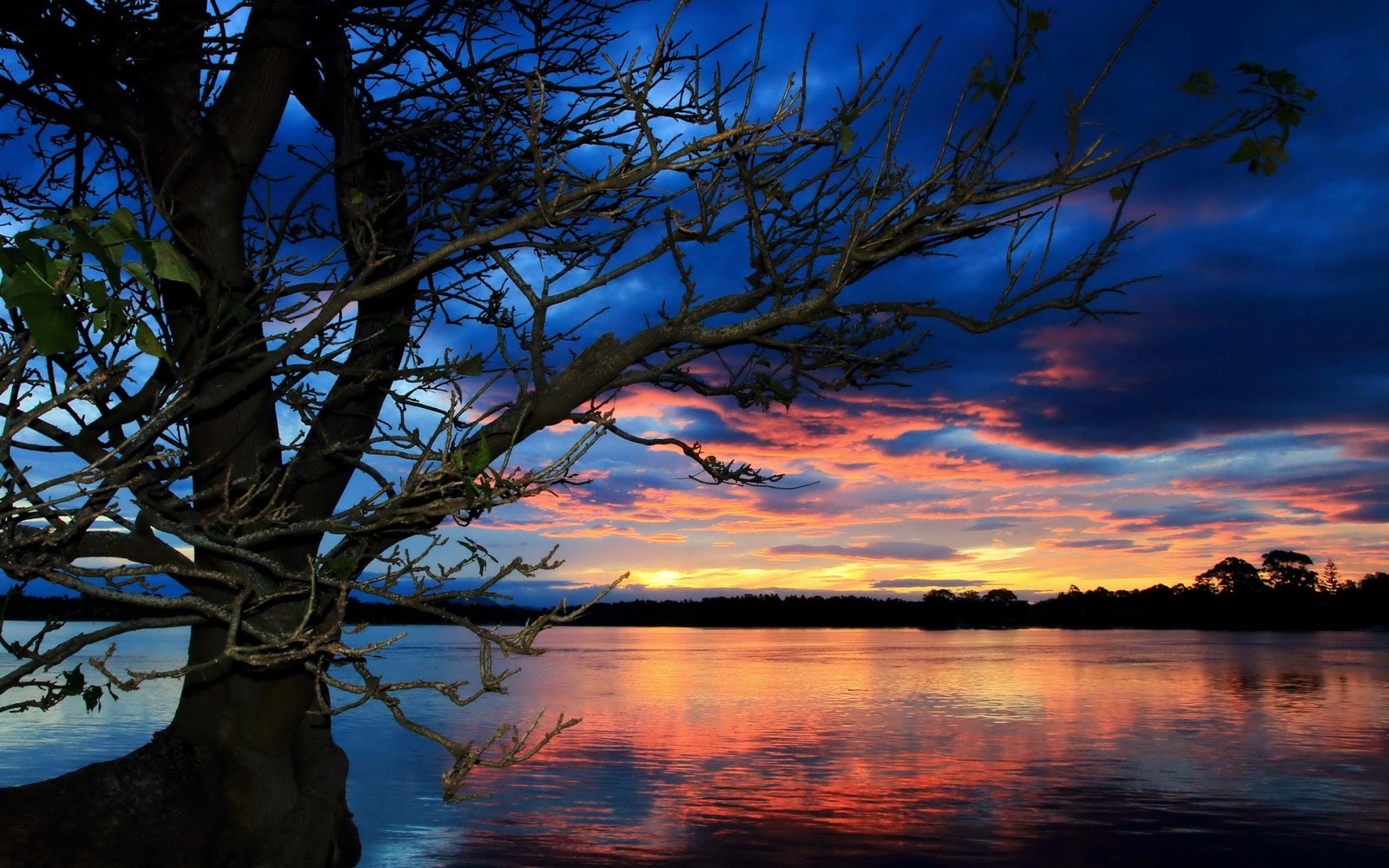 A tree is standing in the water with a sunset in the background (sunset, tree, nature, reflection, water)