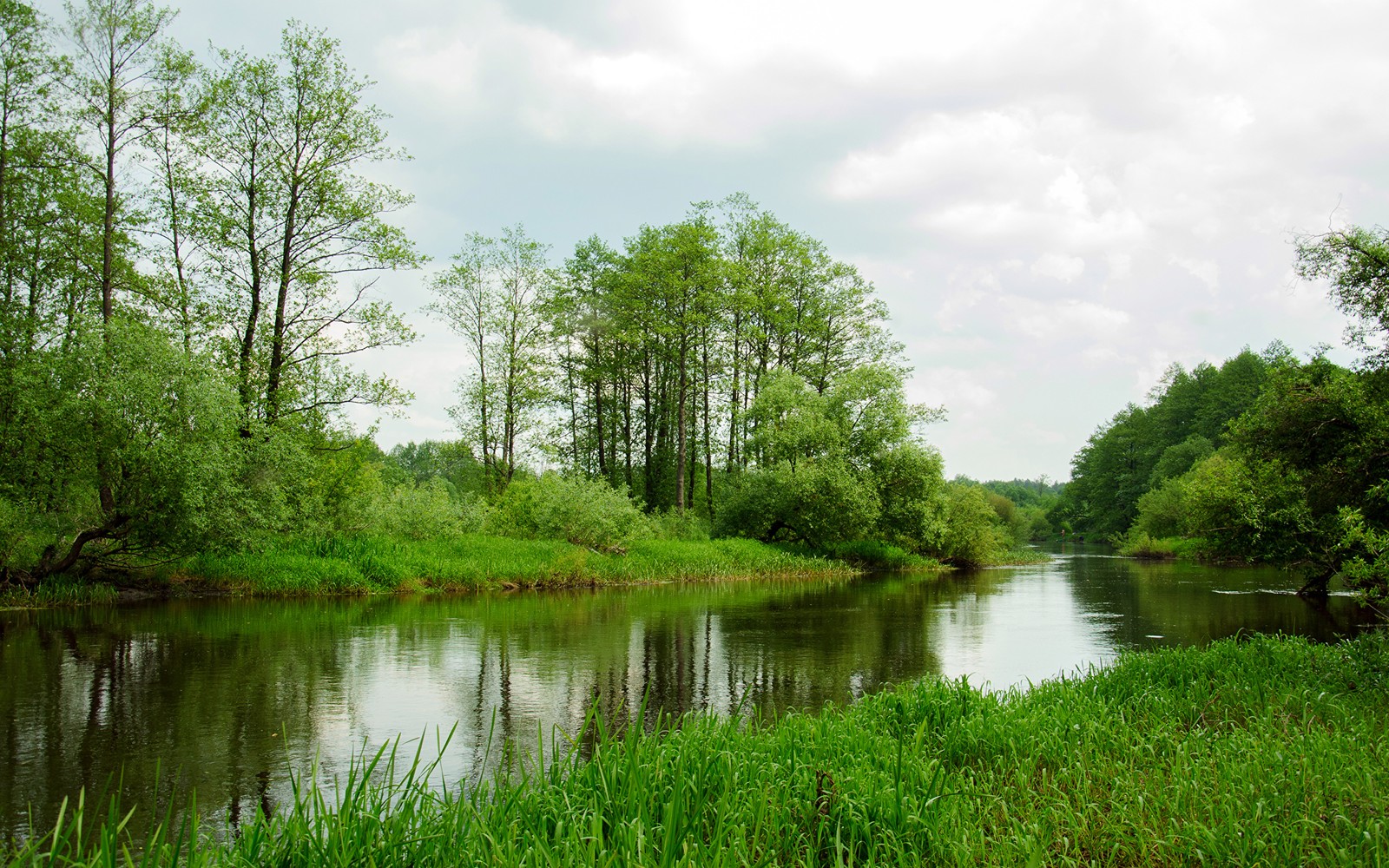 Hay un río que fluye a través de un bosque (naturaleza, vegetación, reserva natural, árbol, banco)