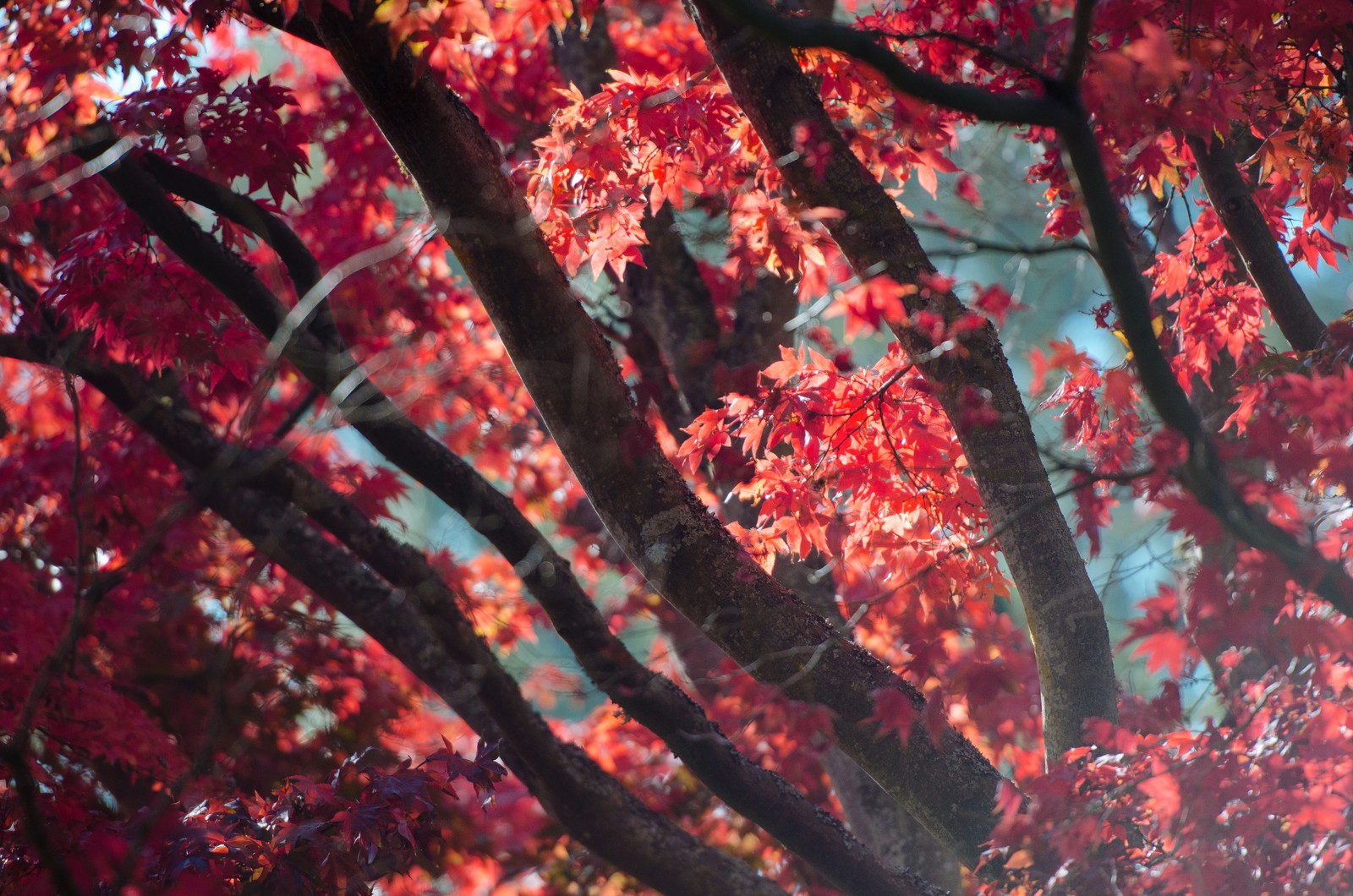 Jirafas en un árbol con hojas rojas en otoño (otoño, árbol, rojo, hoja, planta leñosa)