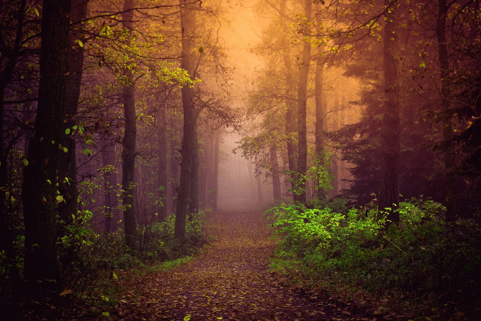 Descargar fondo de pantalla otoño, niebla, bosque, camino, árboles