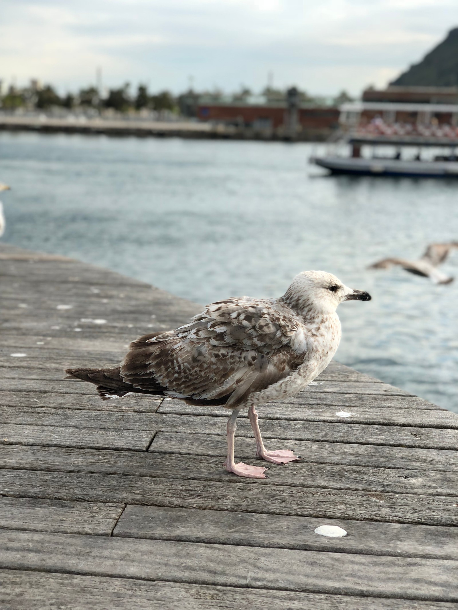 There is a bird that is standing on a dock by the water (european herring gull, gull, water, wood, bird)