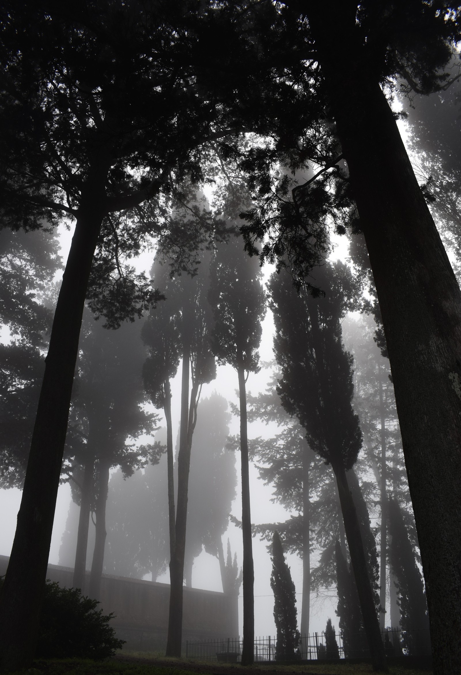 Trees in a foggy park with a bench and a fence (nature, tree, natural environment, forest, light)