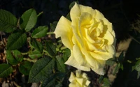 Rose Floribunda jaune embrassée par la rosée en fleur